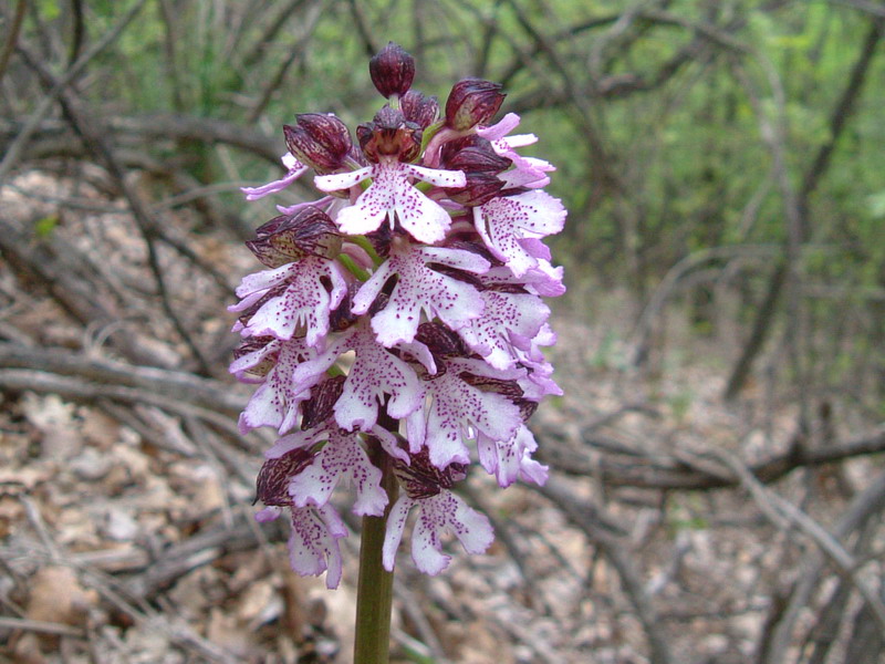 Purpurea a